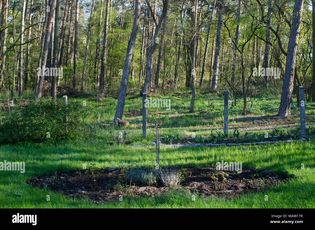 Bella foresta pittorica di illuminata dal sole di mattina la costruzione di un pittoresco sfondo di un giardino con fiori ed erba verde Foto Stock