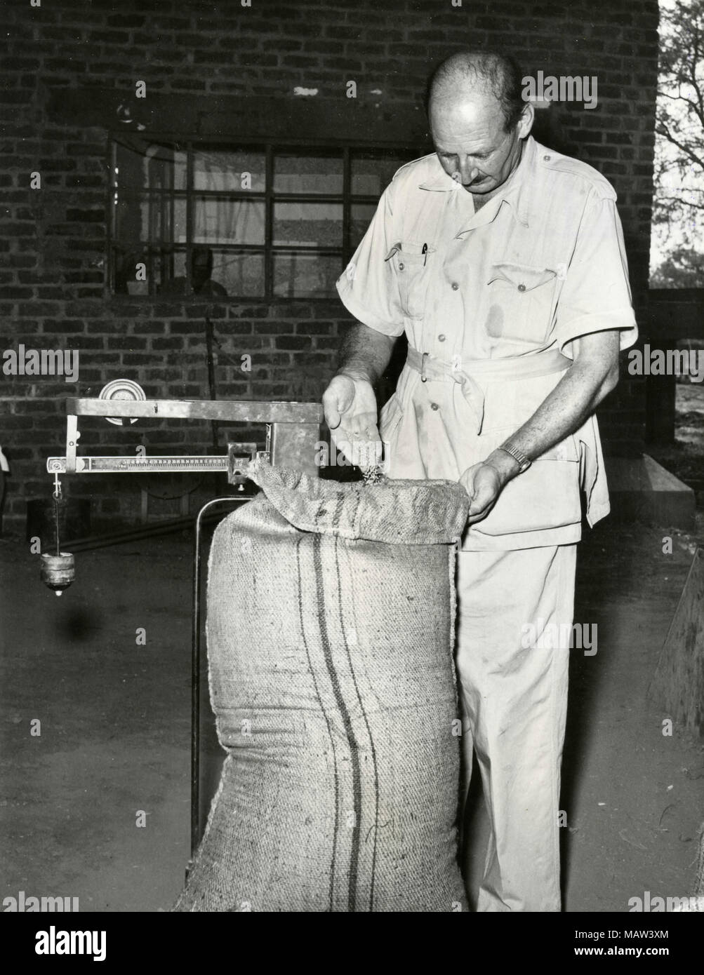 La pesatura dei sacchi di grano, selezione rhodesiano fiducia, pilota di Kafue polder, Zambia, Rhodesia del Sud 1957 Foto Stock