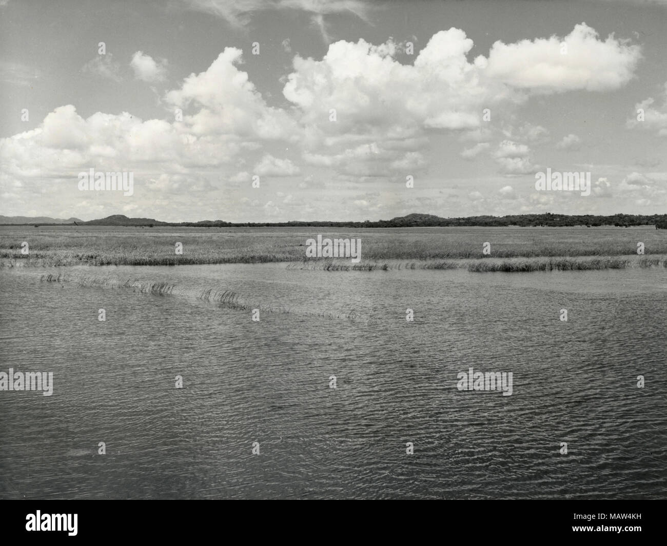 Nuovo campo a riposo che mostra la crescita di erba, selezione rhodesiano fiducia, pilota di Kafue polder, Zambia, Rhodesia del Sud 1957 Foto Stock Nuovo campo a riposo che mostra la crescita di erba, selezione rhodesiano fiducia, pilota di Kafue polder, Zambia, Rhodesia del Sud 1957 Foto Stock