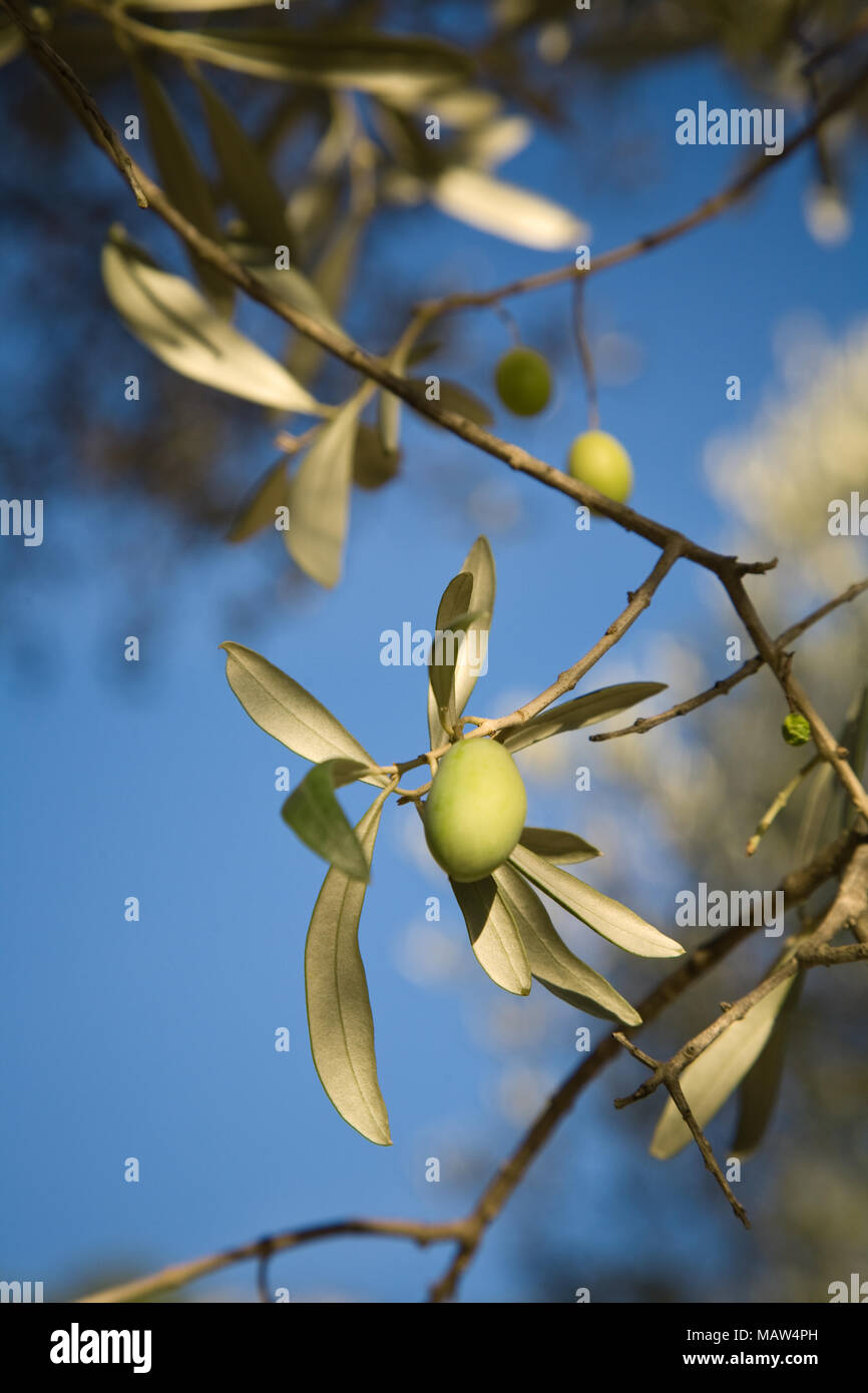Close-up di ripe olive verdi su albero a Mallorca, Spagna Foto Stock