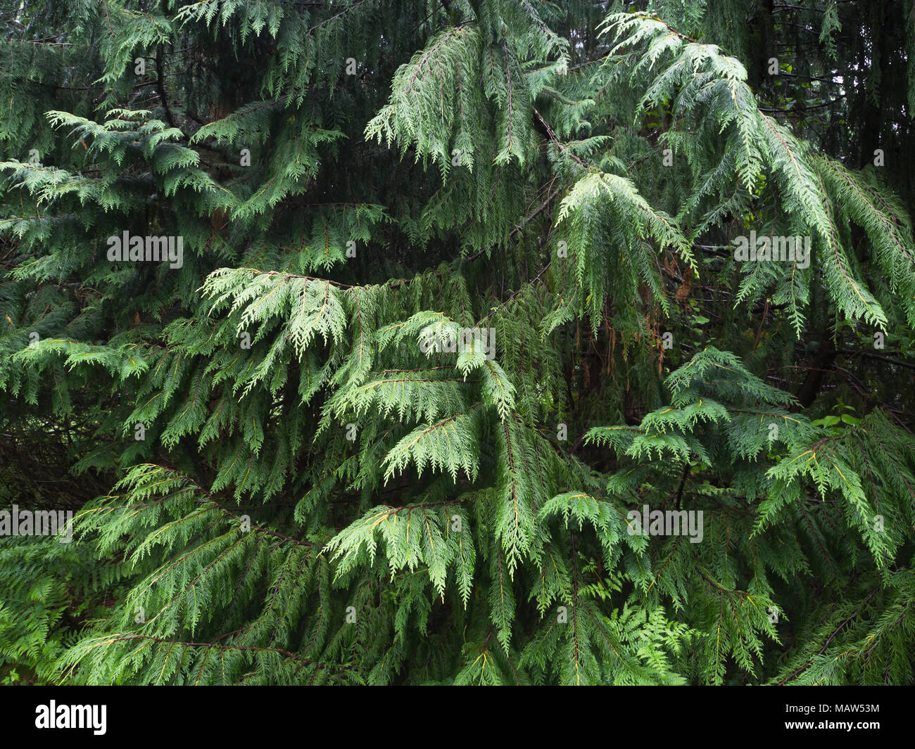 Il Nootka cypress classificati come Chamaecyparis nootkatensis o Cupressus nootkatensis, close up di fogliame, Rogaland Arboret park a Sandnes Norvegia Foto Stock