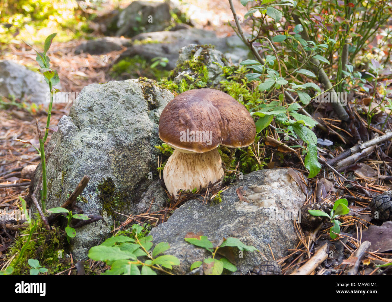 Boletus edulis,funghi porcini o penny bun per molti la scelta preferita alla ricerca di funghi nella foresta, qui in Ostmarka Oslo Norvegia Foto Stock