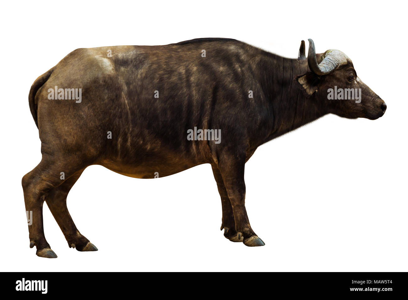 Vista laterale del nero africano Buffalo o bufali, isolato su sfondo bianco. Il bufalo africano è parte delle Big Five. Foto Stock
