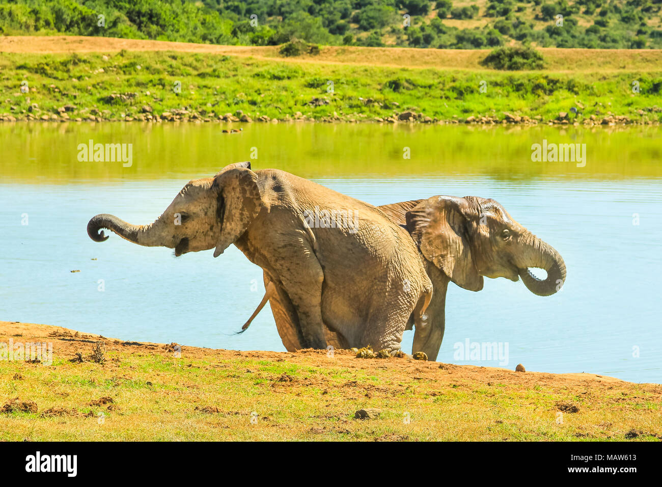 Due giovani elefanti africani nei pressi di una piscina. Addo Elephant National Park, una popolare destinazione turistica per elephant safari e osservazione. Capo orientale, Sud Africa. Durante la stagione estiva. Foto Stock