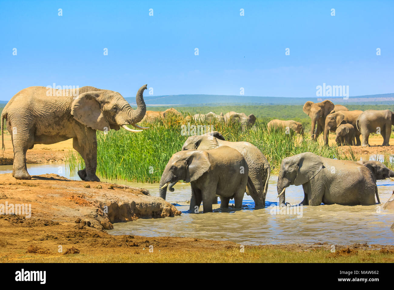Gli elefanti africani nei pressi di una piscina di grandi dimensioni e altri all'interno dell'acqua che si raffreddano con fango. Addo Elephant National Park, Capo orientale, Sud Africa. Durante la stagione estiva in una giornata di sole. Foto Stock