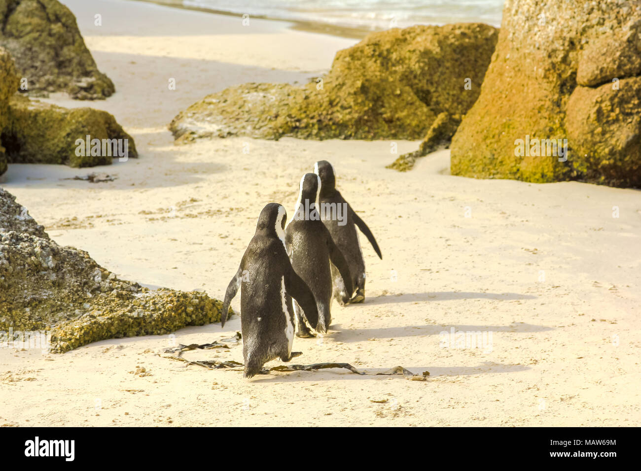 Close-up di tre Pinguini camminare sulla sabbia bianca della spiaggia di Boulder Natura e riserva. La famosa colonia di pinguini africani è situato vicino alla Città di Simon e a Città del Capo in Sud Africa. Foto Stock