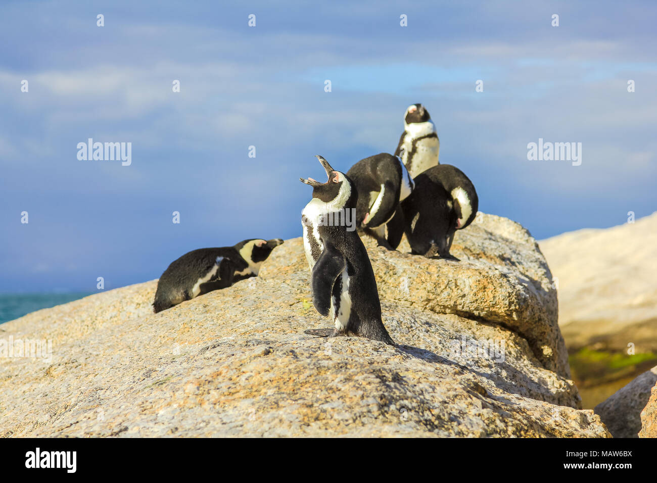 Close-up di pinguini su rocce granitiche della spiaggia di Boulder. La famosa colonia di pinguini africani è situato vicino alla Città di Simon e Cape Town, Sud Africa. Boulders Beach è parte di Table Mountain NP. Foto Stock