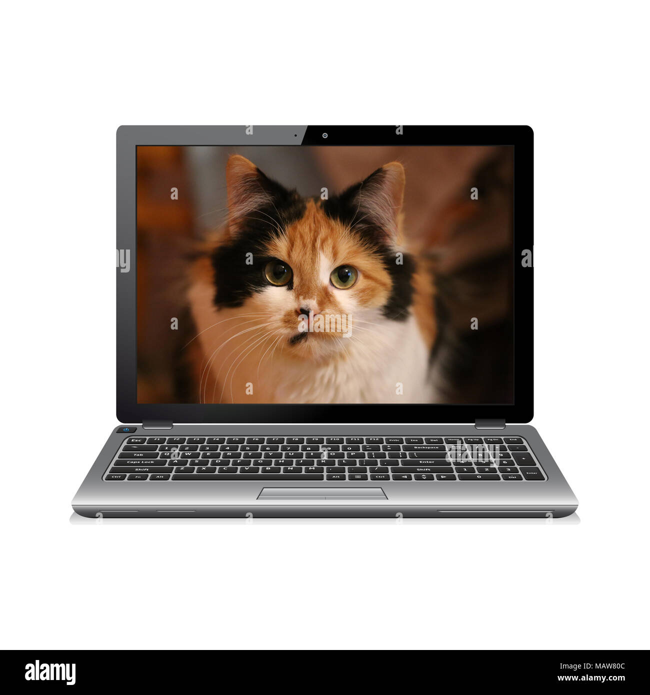 Notebook moderno isolato su bianco con cat ritratto sullo schermo Foto Stock
