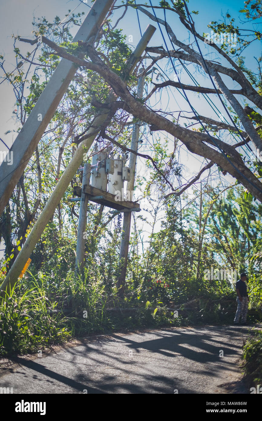 Orocovis, Puerto Rico. 03 dicembre, 2017. Un albero e linee di alimentazione tenere ogni altro precariamente al di sopra di una strada di montagna in Puerto Rico diversi mesi dopo l uragano Maria completamente devastata la griglia di alimentazione dell'isola. Credito: Sara Armas/Alamy Reportage. Foto Stock