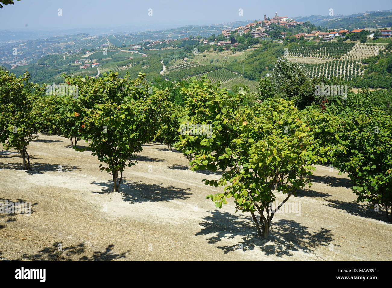 Le nocciole delle Langhe, Piemonte - Italia Foto stock - Alamy