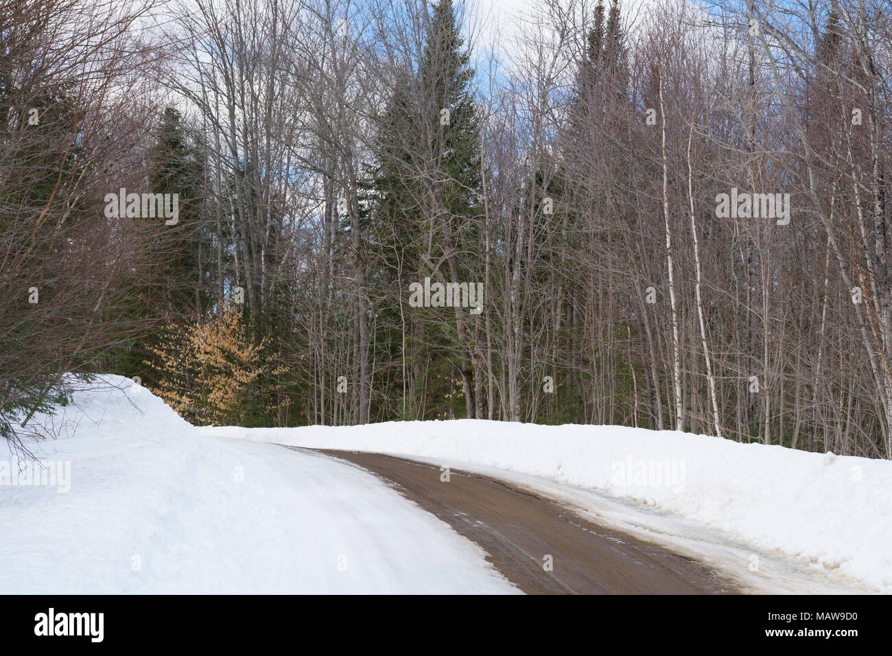 Vuoto rurale strada di ghiaia nel paese durante la primavera nella foresta boreale Foto Stock