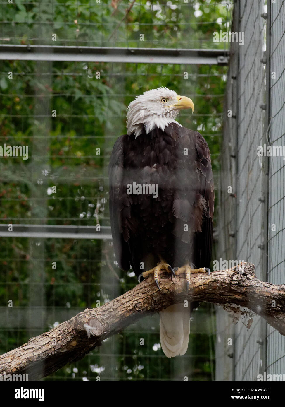 Regal aquila calva (American uccello nazionale) appollaiato su un ramo di albero all'interno di una voliera presso lo Zoo di Denver a Denver in Colorado Foto Stock