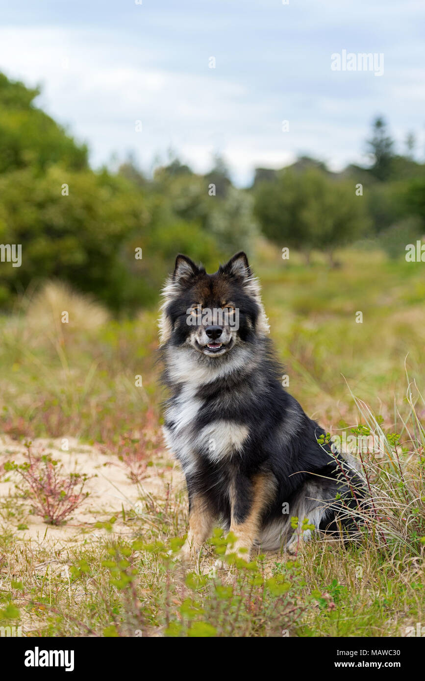 Finnish Lapphund razza di cane seduto in un parco verde con in background Foto Stock