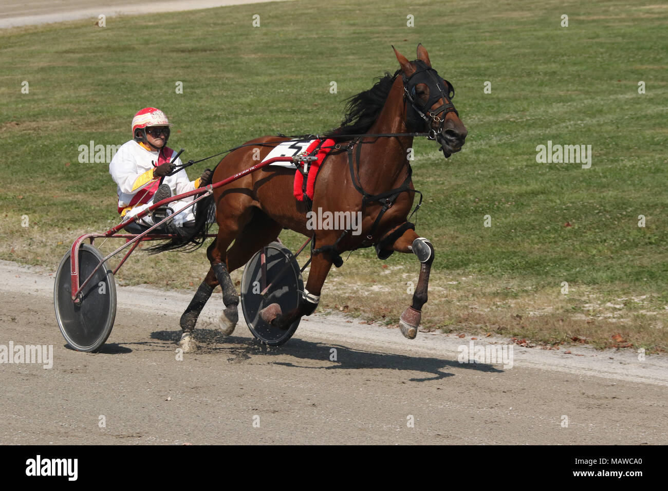 Il pilota di sesso maschile. Cablaggio Horse Racing. Canfield fiera. Mahoning County Fair. Canfield, Youngstown, Ohio, Stati Uniti d'America. Foto Stock