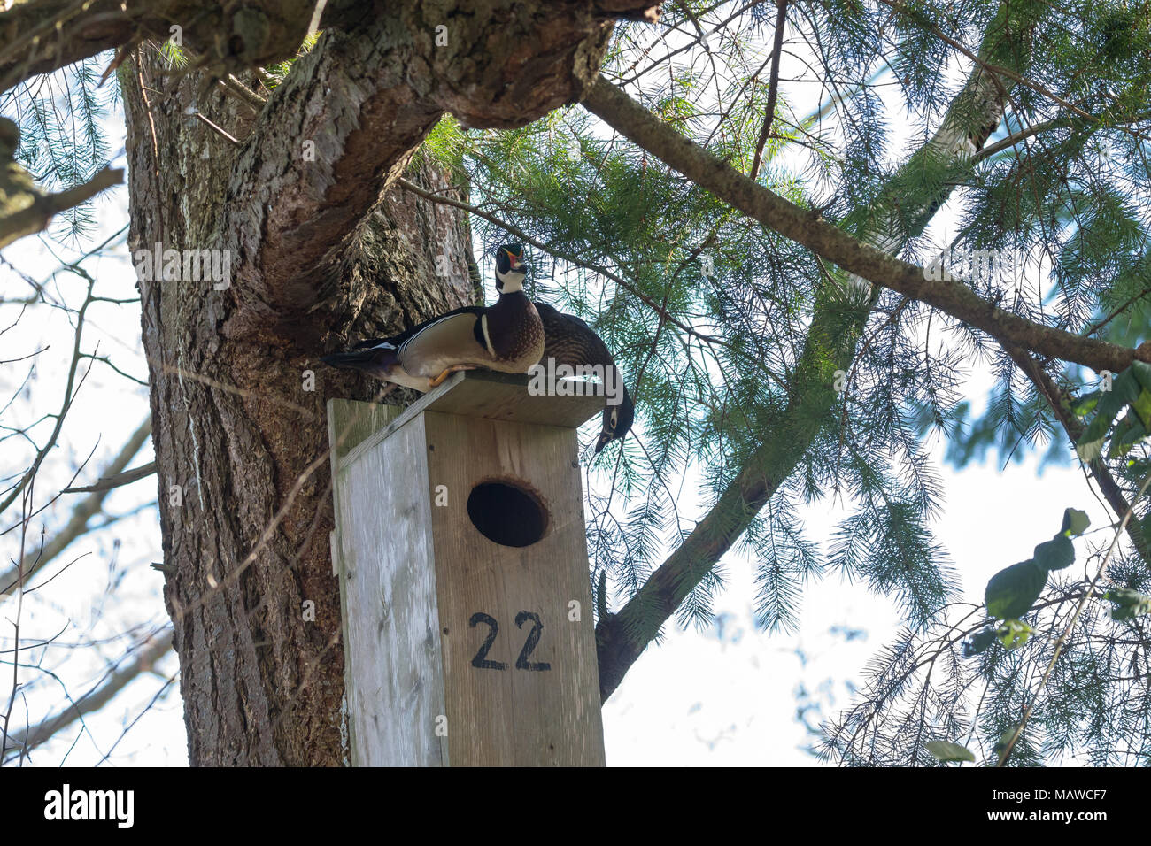 Anatra di legno e scatola di nido a BC Canada Foto Stock