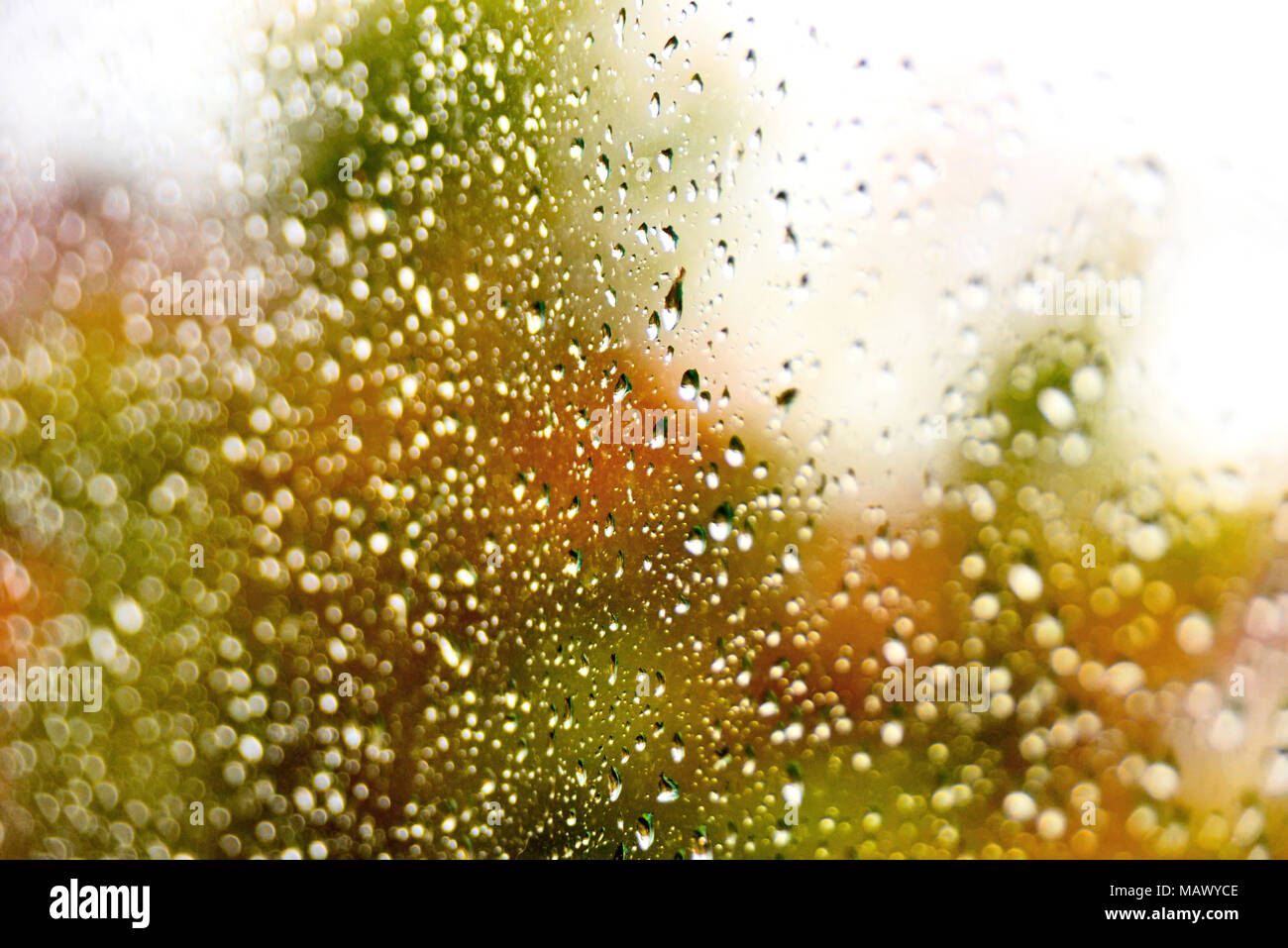 Le gocce di pioggia in un vetro di un finestrino. Messa a fuoco selettiva o closeup colpo di gocce di pioggia su una finestra. Foto Stock