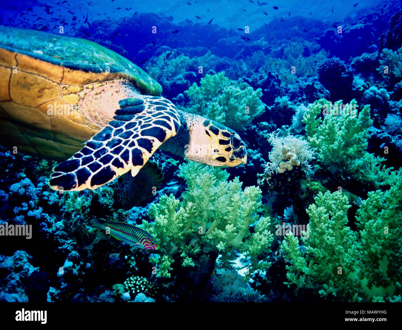 Una tartaruga embricata (Eretmochelys impricata) con un insolito wrasse companion (Thalassoma klunzingeri: 20 cm.). La tartaruga era alla ricerca di un gustoso soft coral. Il beige coralli molli stanno diventando sempre più diffuse in Mar Rosso; come le mie immagini HNB2BP e HNB2BK suggeriscono, hawksbill tartarughe preferiscono la varietà rossa! Questi rettili sono ormai rari: elencate come "in pericolo critico' dalla IUCN. Essi diventano impigliati nelle reti da pesca, sono negativamente influenzati dal cambiamento climatico e inquinamento, hanno i loro siti di nidificazione eliminato mediante sviluppo costiero e, ultimo ma non ultimo, vengono catturate per cibo. Mar Rosso egiziano. Foto Stock