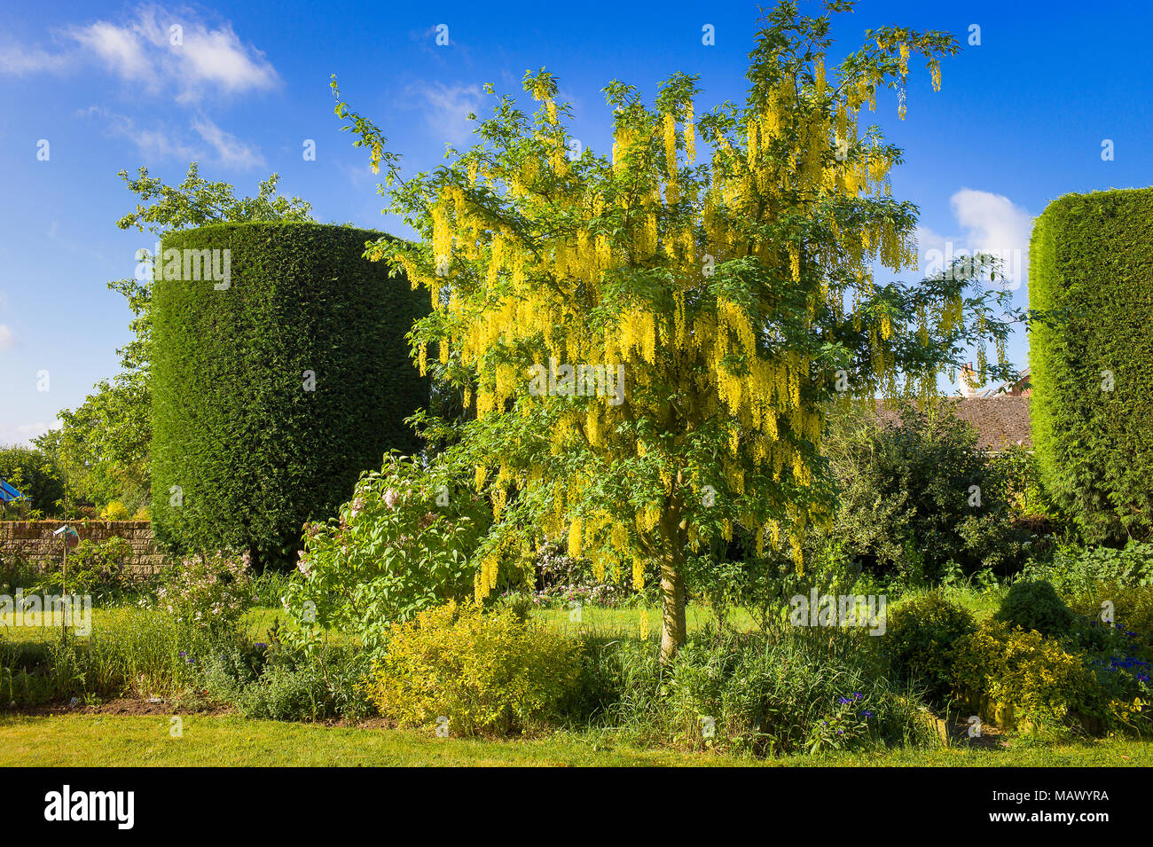 Un Maggiociondolo x watereri vossii albero fiorito in un giardino inglese nel maggio insieme con un leylandii shapely conifera albero Foto Stock