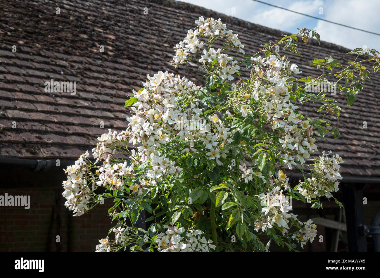 Rosa giorno di nozze cresciuto come un pilastro rosa dopo una volta che la copertura del tetto in background Foto Stock