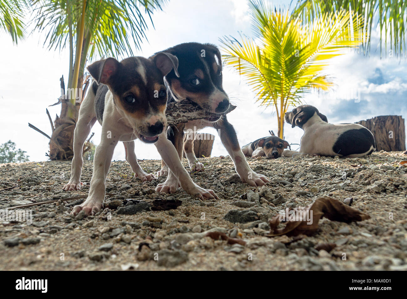 Due jack russell terrier Cani giocando con un giocattolo. piccolo cucciolo cani condividono cibo. controversia, conflitto inopportuna la cena. Neil Island, Andaman e Nico Foto Stock