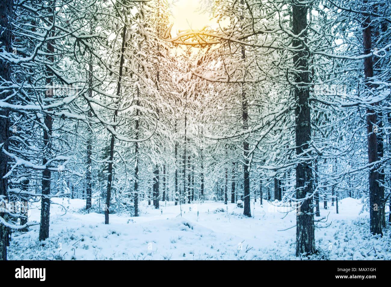 Bella giornata nevosa con la luce del sole in una foresta durante il periodo invernale in Lapponia finlandese di auguri di Natale sfondo della scheda Foto Stock
