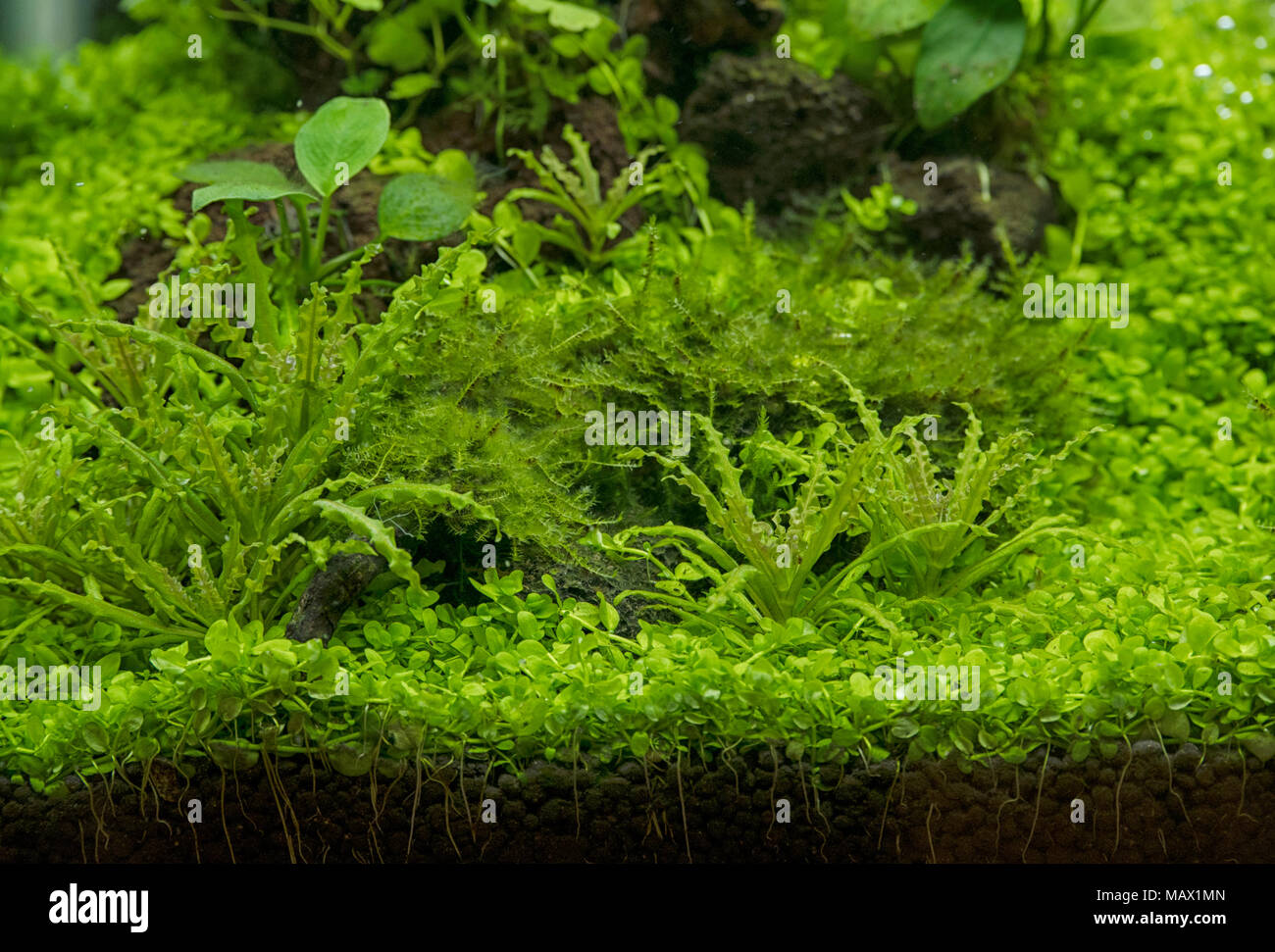 Acquario di acqua dolce piante verdi Foto Stock