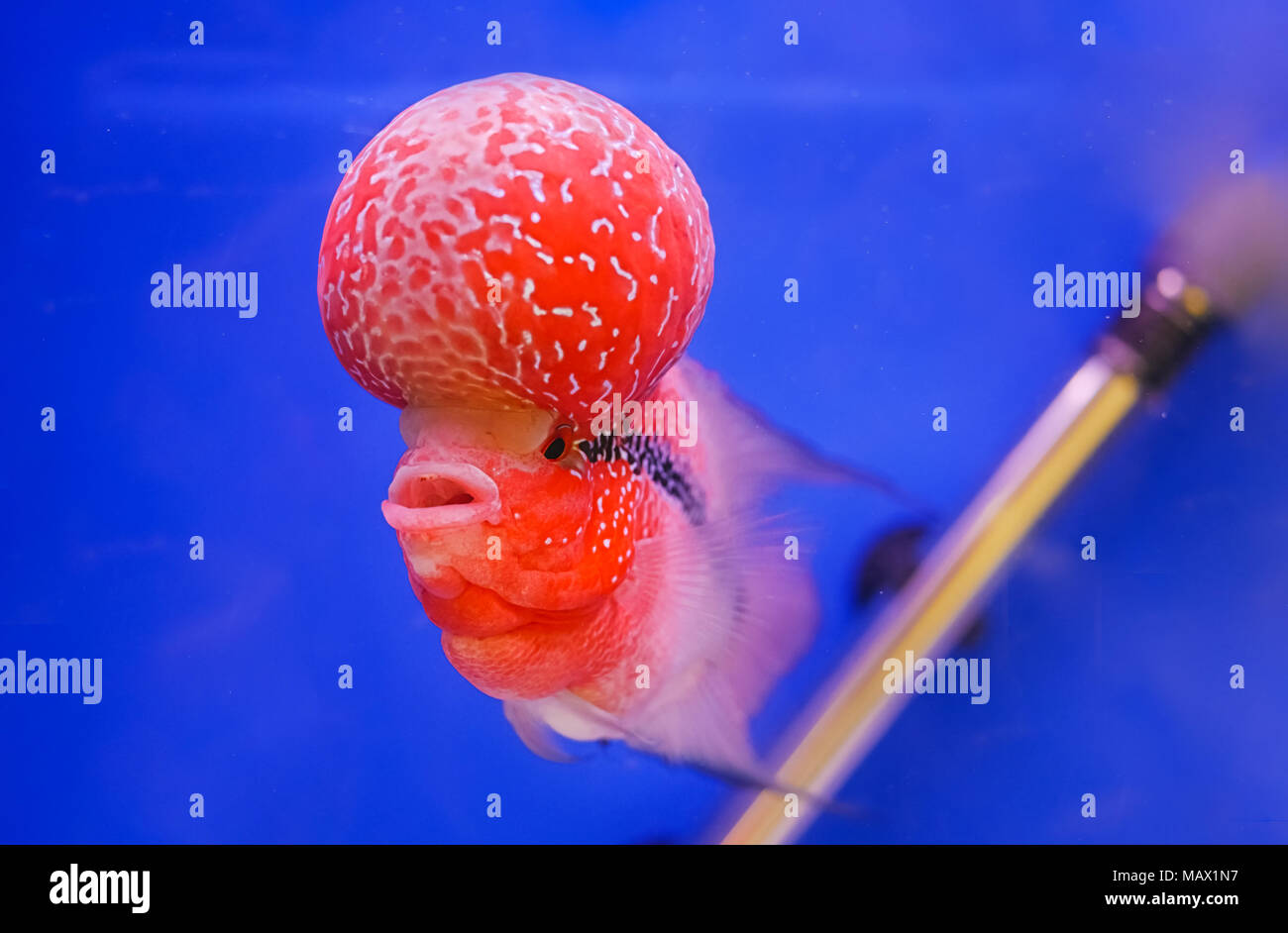 Pesci di acquario, flower horn pesce su sfondo blu Foto Stock