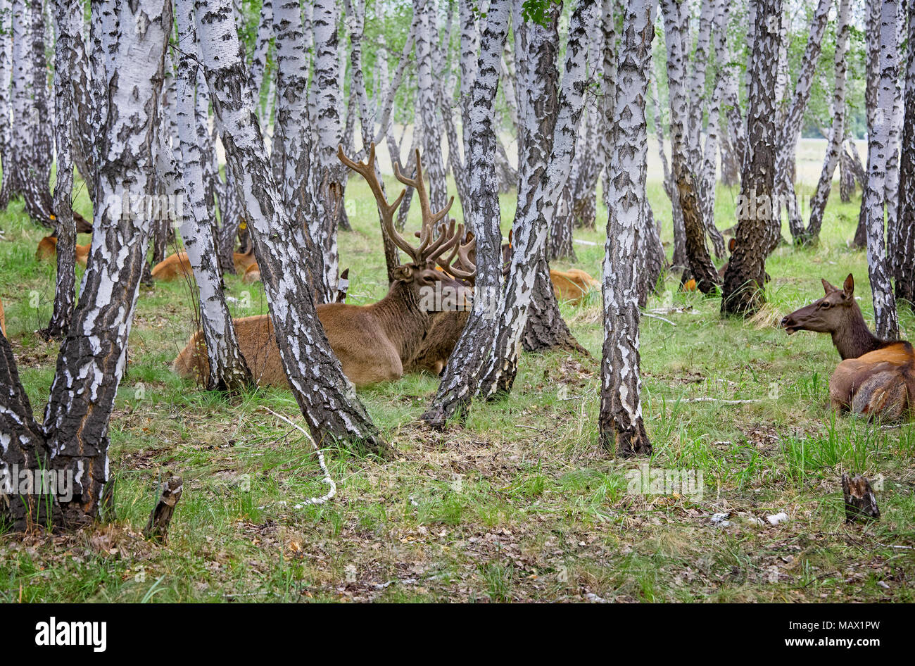 Marals resto in estate la foresta di betulla. L'azienda agricola per la coltivazione di animali addomesticati quali cervi in Siberia Foto Stock