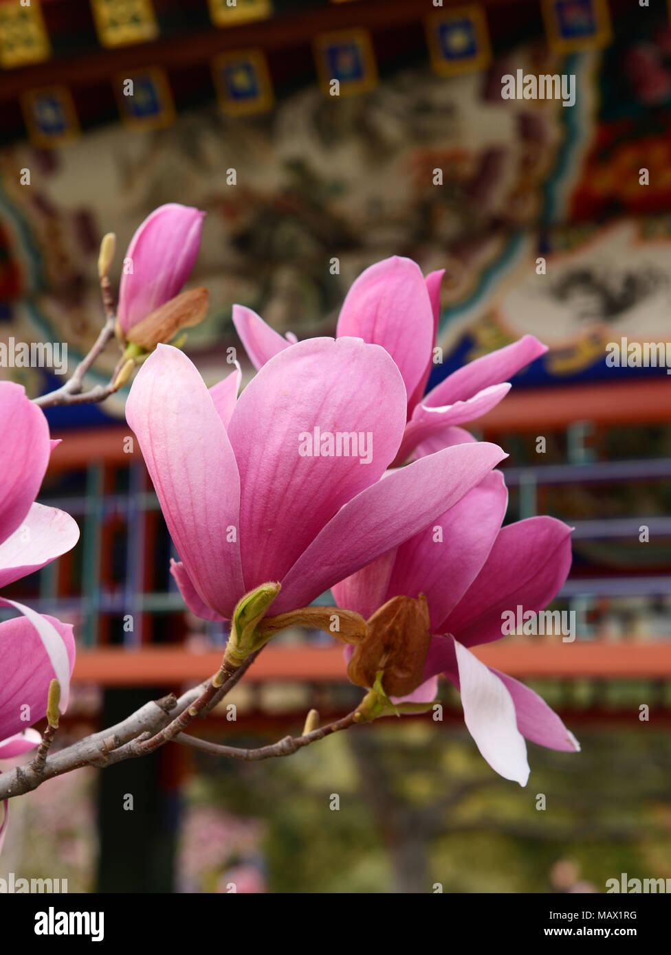 Una Magnolia liliiflora fiori di alberi in un parco nel centro di Pechino. Noto anche come Mulan magnolia, la specie proviene dal sud-ovest della Cina Foto Stock