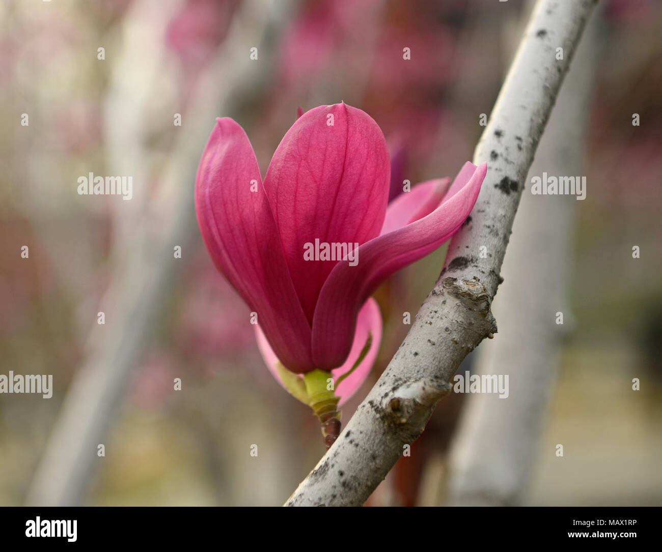 Una Magnolia liliiflora fiori di alberi in un parco nel centro di Pechino. Noto anche come Mulan magnolia, la specie proviene dal sud-ovest della Cina Foto Stock