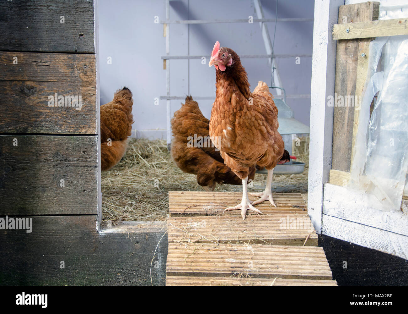 GLASGOW, SCOZIA - Agosto 16 2013: Un ISA Brown galline a piedi di gallina casa mentre due galline rimanere in background. Foto Stock