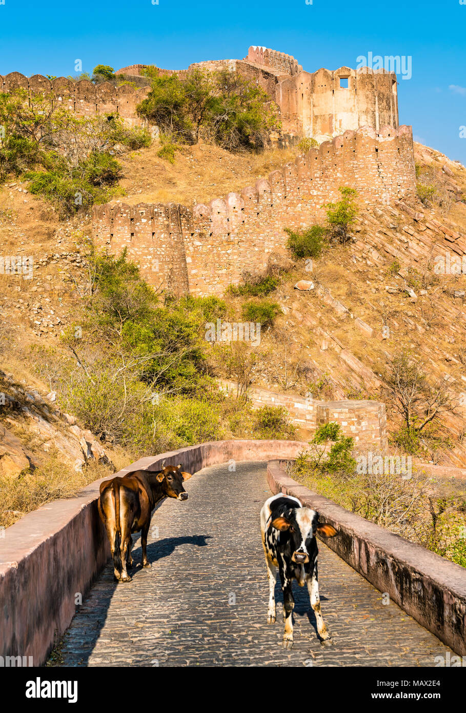 Capi di bestiame su strada a Forte Nahargarh da Jaipur - Rajasthan, India Foto Stock