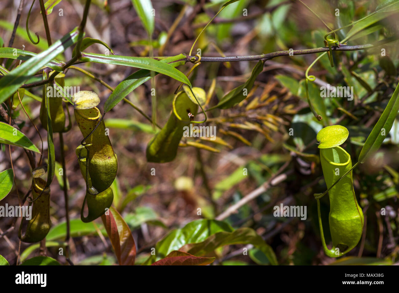 Chiusura del lanciatore piante (Nepenthaceae) cresce allo stato selvatico di una posizione tropicale circondato da altre piante sull isola di Sumatra, Indonesia. Foto Stock