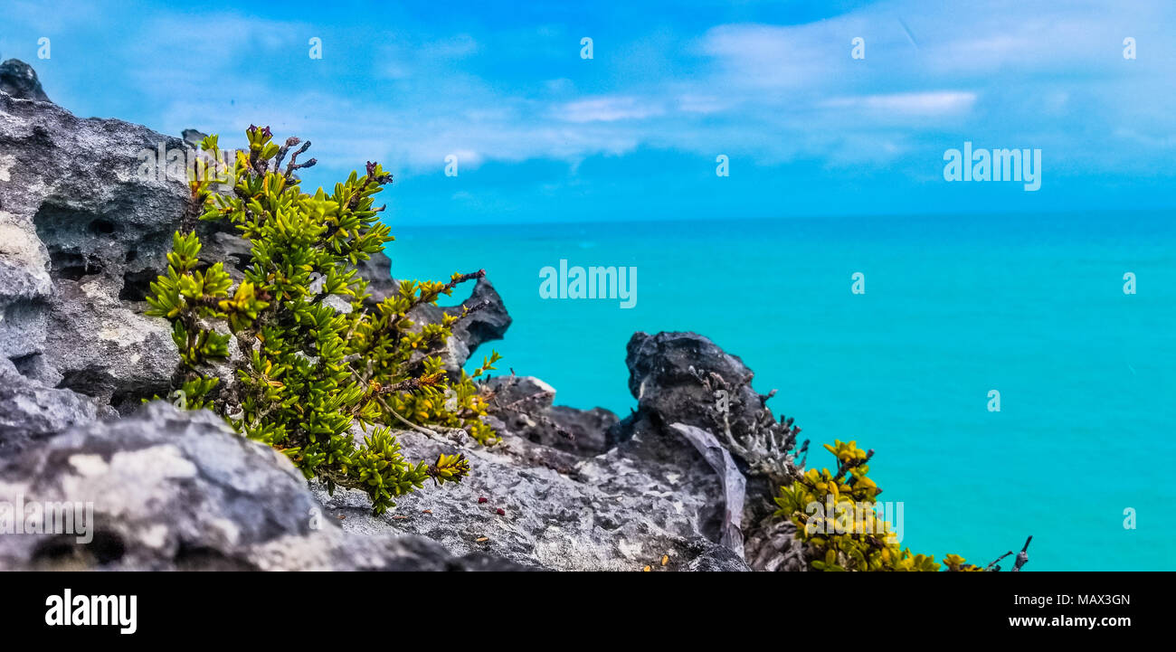 Foglie verdi dei cespugli che crescono su di un promontorio roccioso che si affaccia su un tranquillo oceano blu sulle Isole Turks e Caicos, Caraibi, America Foto Stock