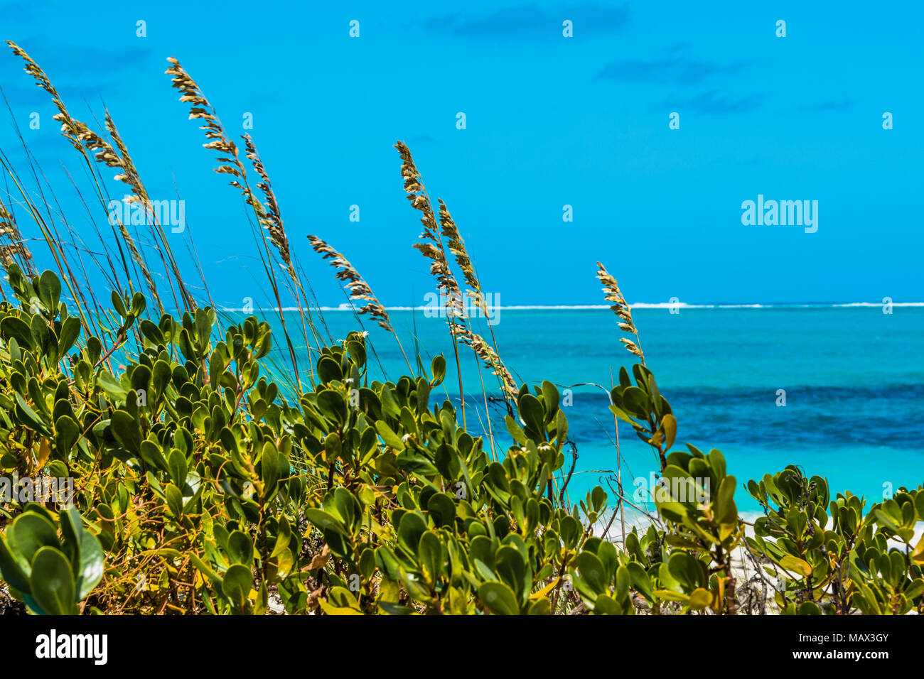 A foglia verde vegetazione costiera su Isole Turks e Caicos che si affaccia su di un azzurro oceano tranquillo su una soleggiata giornata estiva Foto Stock