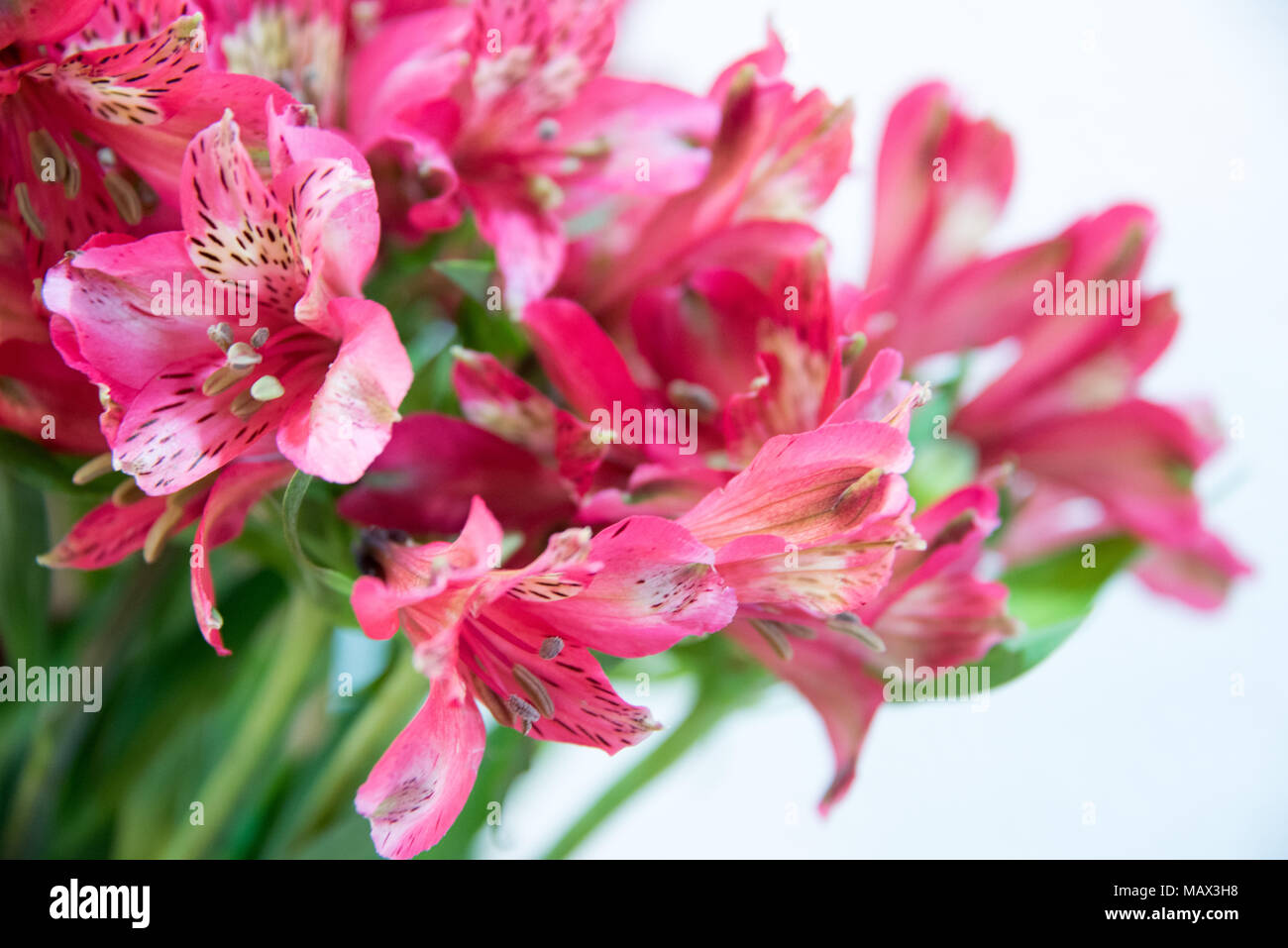 Cluster di rosso delicato gigli rosa in una vista ravvicinata con il fuoco selettivo per un fiore sul lato sinistro del telaio e spazio di copia Foto Stock