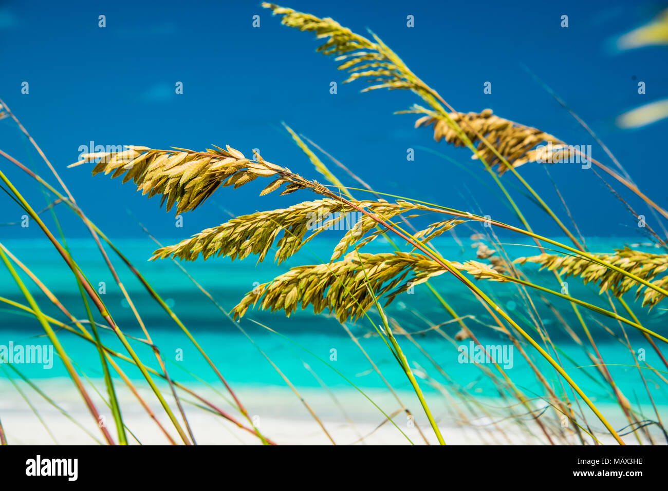 Infiorescenze fioritura di erbe costiere crescono sulle dune di sabbia che si affaccia su una spiaggia tropicale idilliaco e oceano su isole Turks e Caicos, Foto Stock