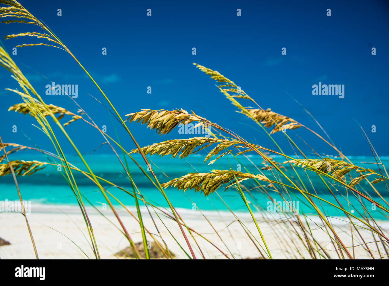 Erba alta contro il mare con spiaggia di sabbia sulla giornata di sole, Isole Turks e Caicos Foto Stock