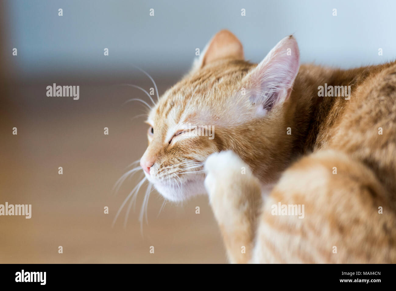 I giovani lo zenzero cat di graffiare il suo volto Foto Stock