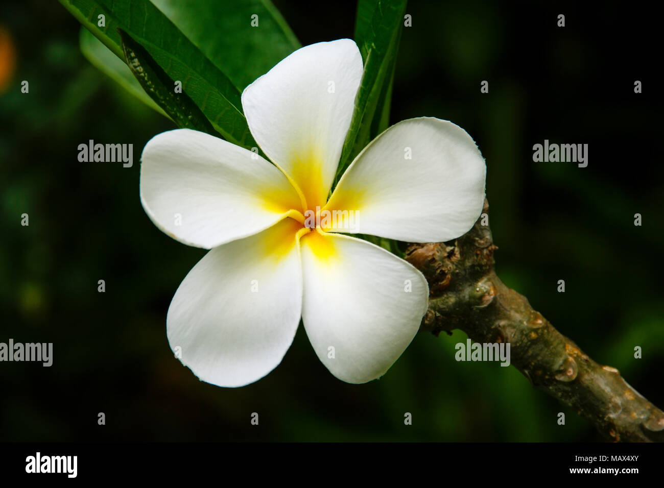 White plumeria fiore su una struttura ad albero Foto Stock