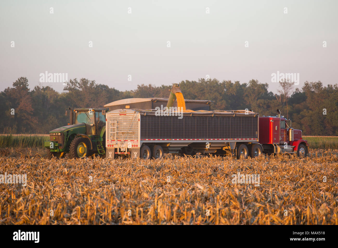 63801-06811 grano di mais di scarico in semi rimorchio nel campo di grano, Marion Co., IL Foto Stock