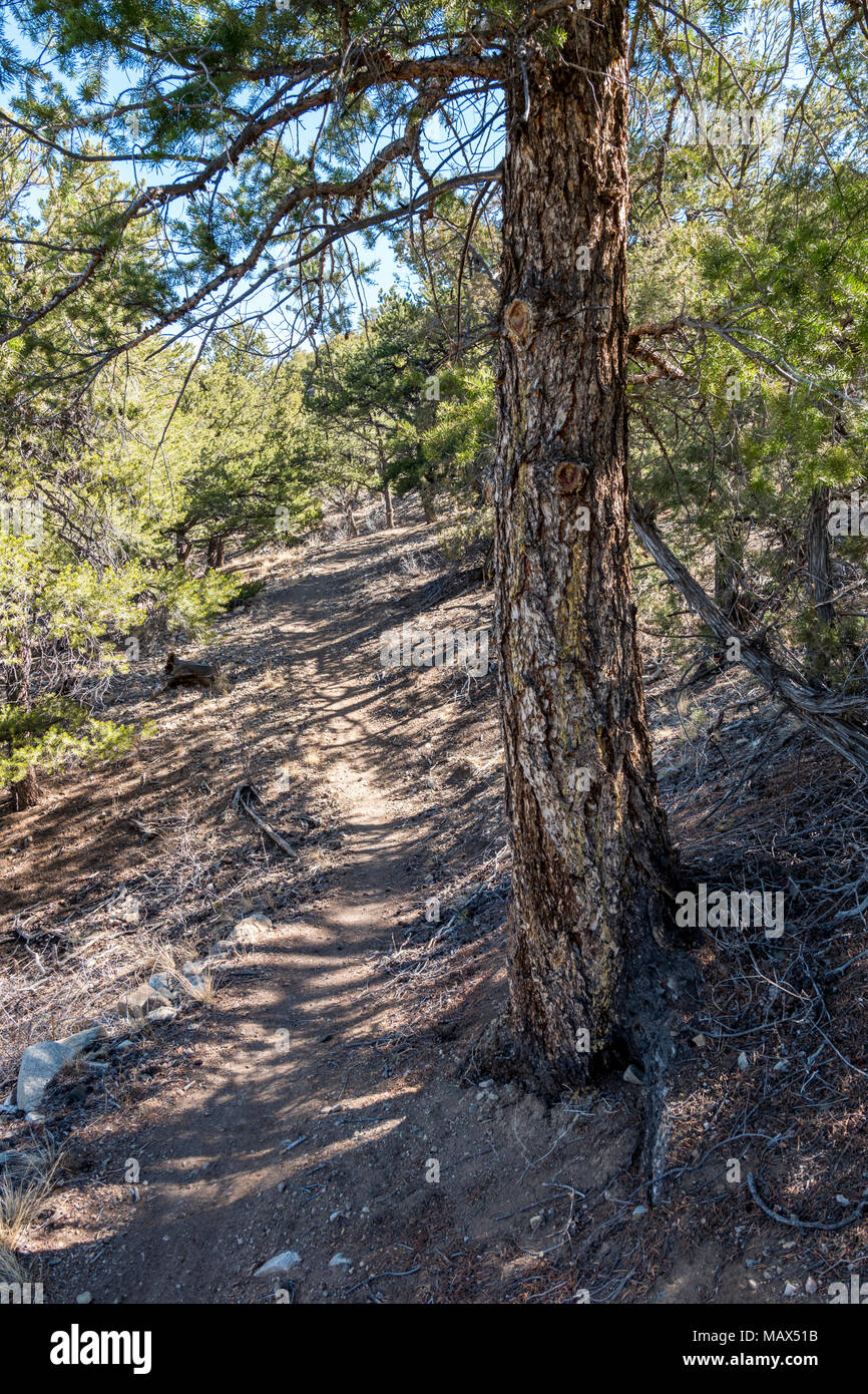 Weathered vecchi pini lungo il doppio arcobaleno Trail; central Colorado; USA Foto Stock