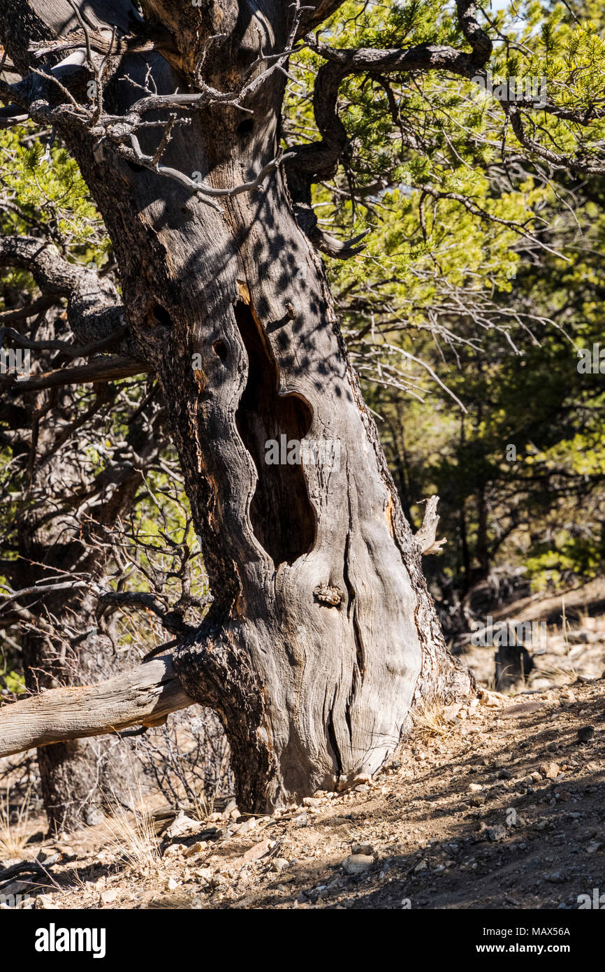 Weathered morto vecchio pino lungo il doppio arcobaleno Trail; central Colorado; USA Foto Stock