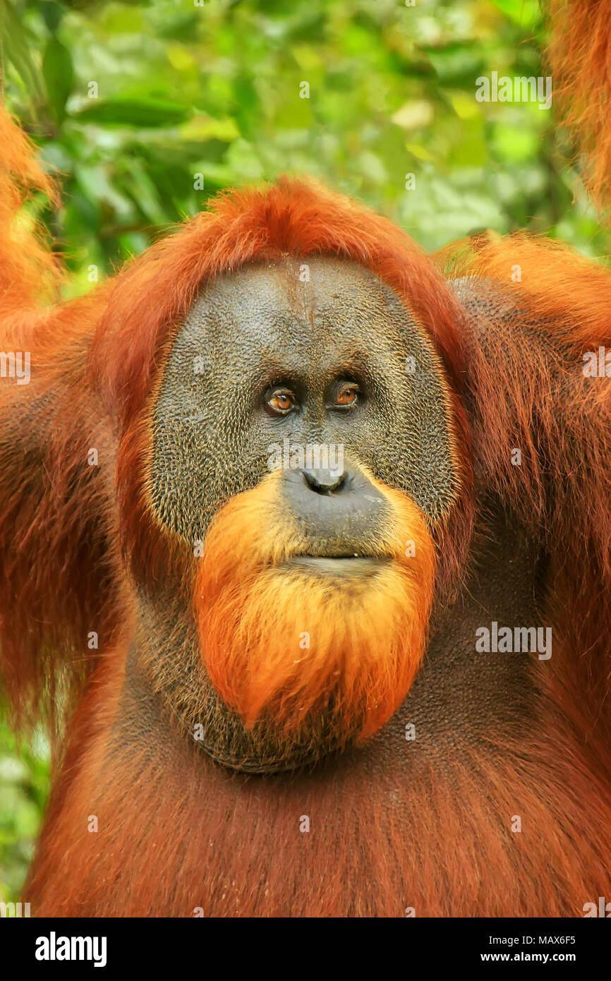 Ritratto di maschio orangutan di Sumatra (Pongo abelii) in Gunung Leuser National Park, Sumatra, Indonesia. Orangutan di Sumatra è endemica del nord di S Foto Stock