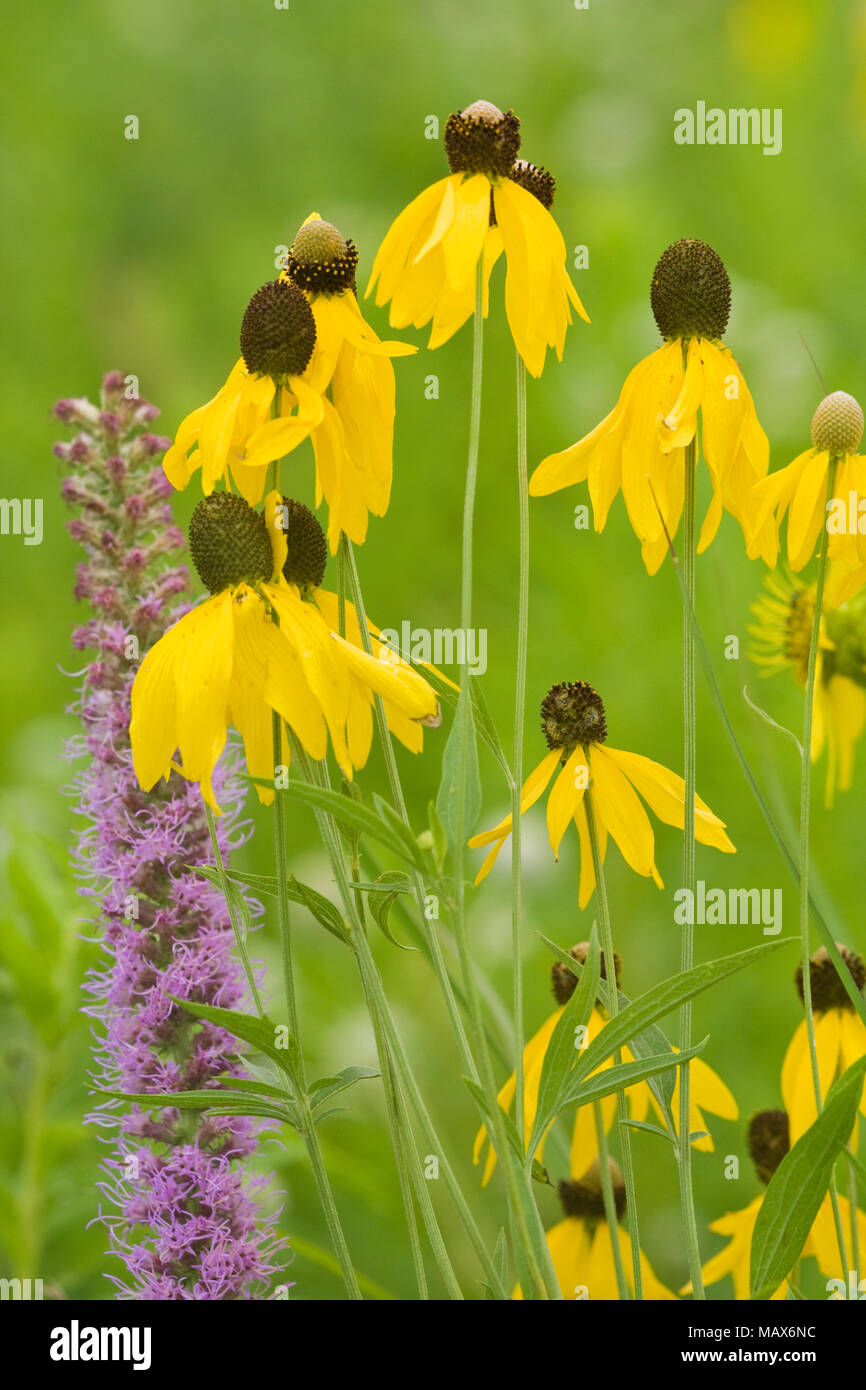 63863-02411 a testa grigia (Coneflowers Ratibida pinnata) & Gayfeather Prairie Blazing Star (Liatris pycnostachya) Ballard Centro Natura, Effingham contare Foto Stock