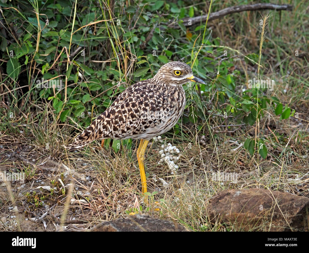 Avvistato thick-ginocchio (Burhinus capensis) stock permanente-ancora nel crepuscolo per evitare il rilevamento nel Maasai Mara Conservancies, Kenya, Africa Foto Stock