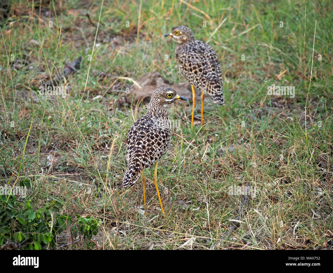 Coppia di spotted thick-ginocchio (Burhinus capensis) stock permanente-ancora nel crepuscolo per evitare il rilevamento nel Maasai Mara Conservancies, Kenya, Africa Foto Stock