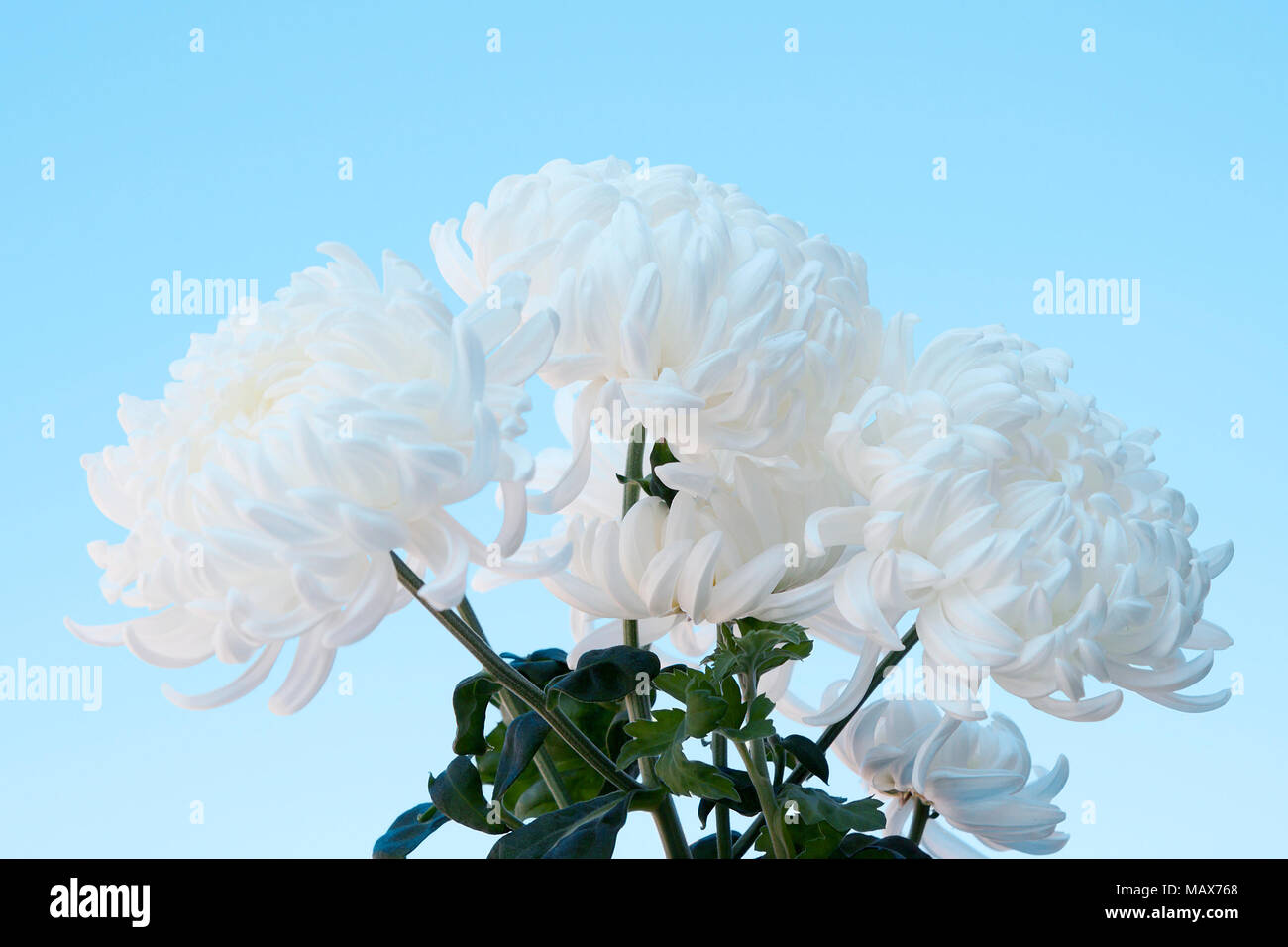 Bianchi e soffici crisantemi contro il cielo blu Foto Stock