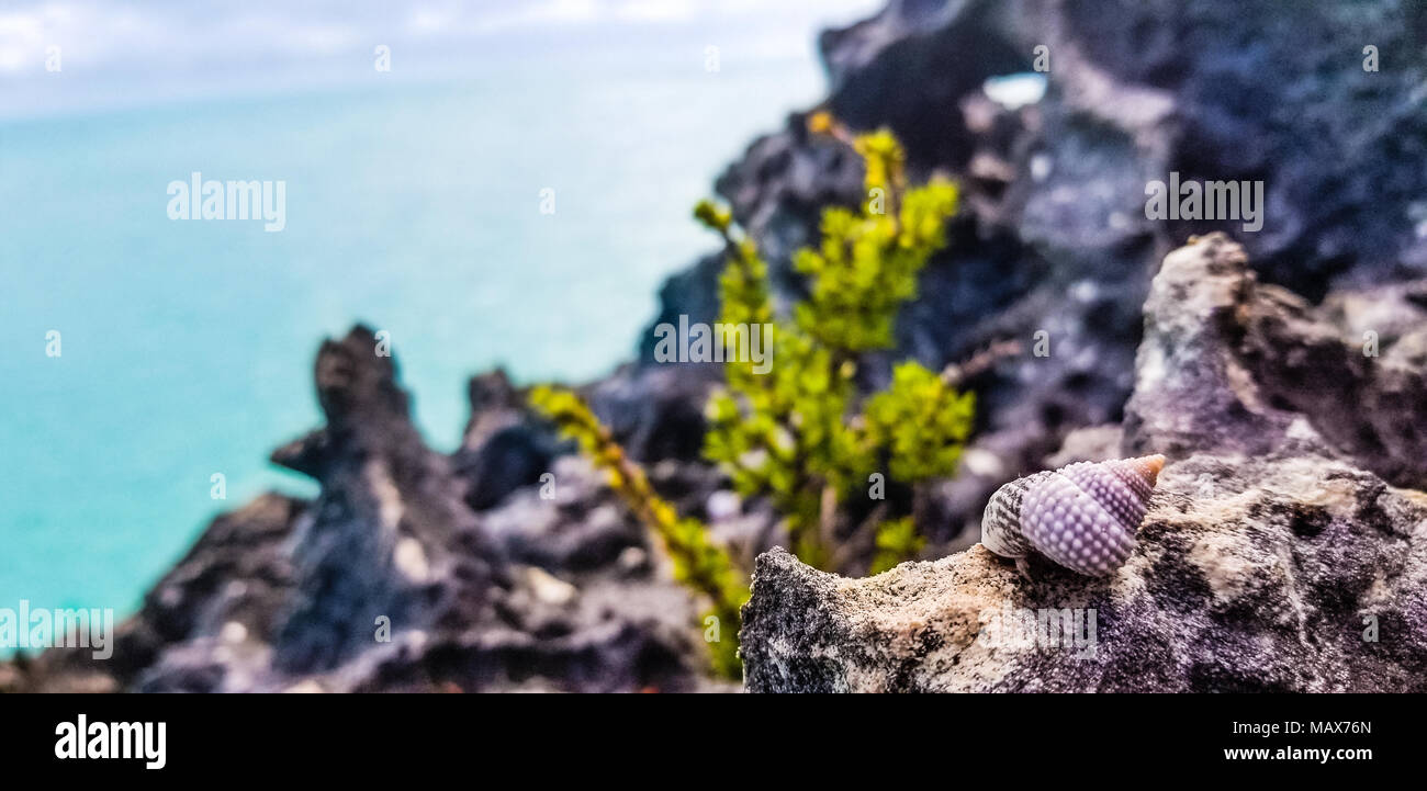 Conch conchiglia su una roccia su un promontorio costiero che si affaccia su un tranquillo mare blu sulle isole Turks e Caicos, Caraibi, America Foto Stock