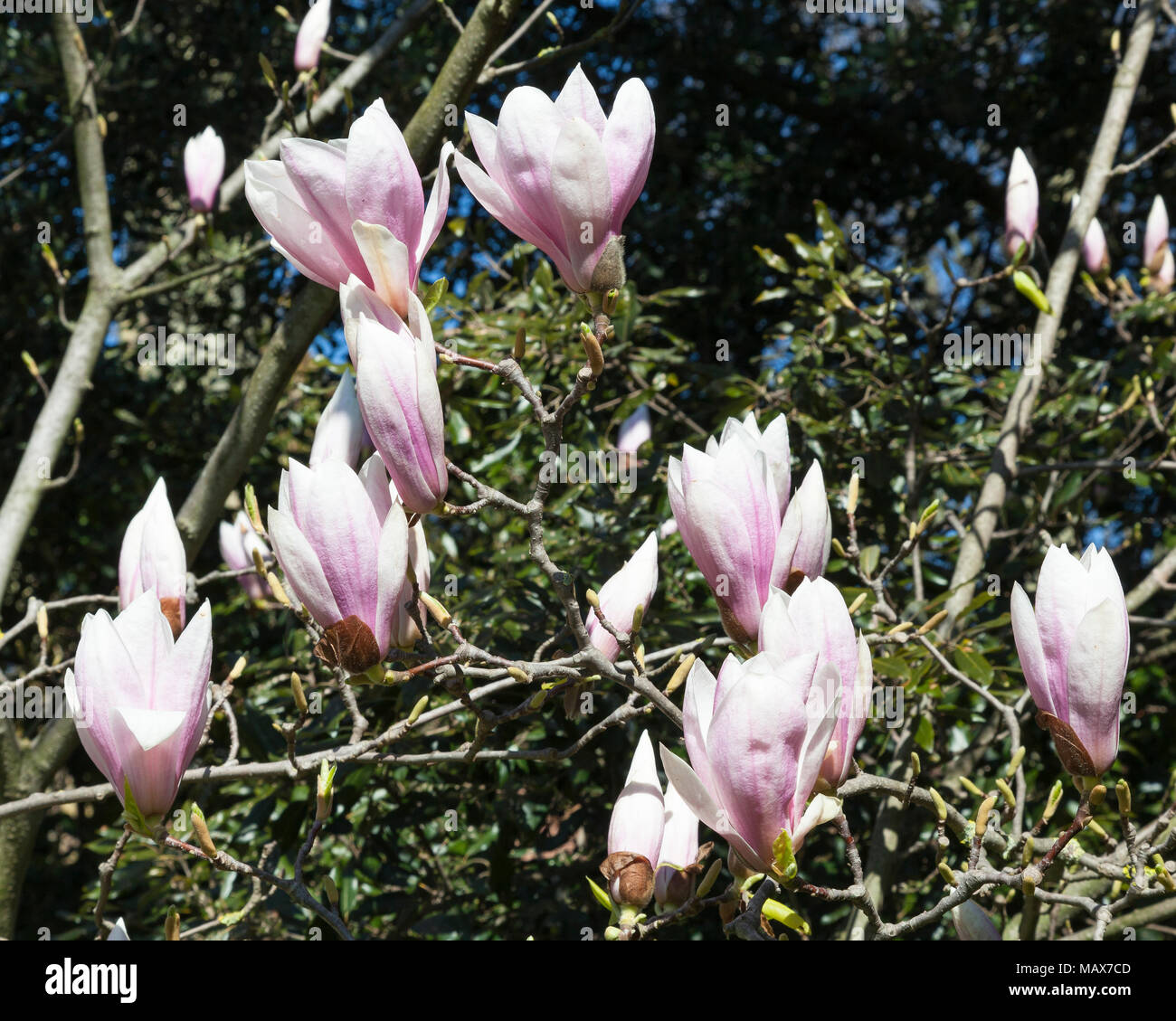 Fiori dei primi ornamentali a fioritura primaverile di latifoglie, magnolia Magnolia soulangea x all'inizio di aprile. I fiori compaiono prima delle foglie Foto Stock